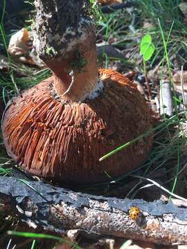 Image of Cortinarius balteatocumatilis Rob. Henry ex P. D. Orton 1960