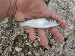 Image of Blueback Mullet