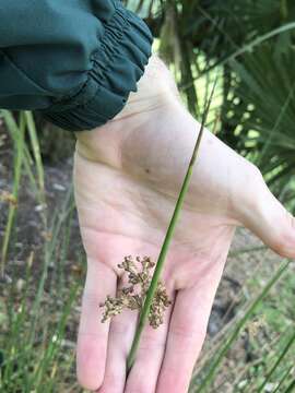 صورة Juncus effusus subsp. solutus (Fern. & Wieg.) L. Hamet-Ahti