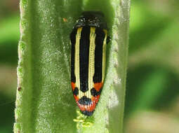 Image of Acmaeodera grata Fåhraeus ex Boheman 1851