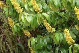 Image of Vochysia tomentosa (G. Mey.) DC.