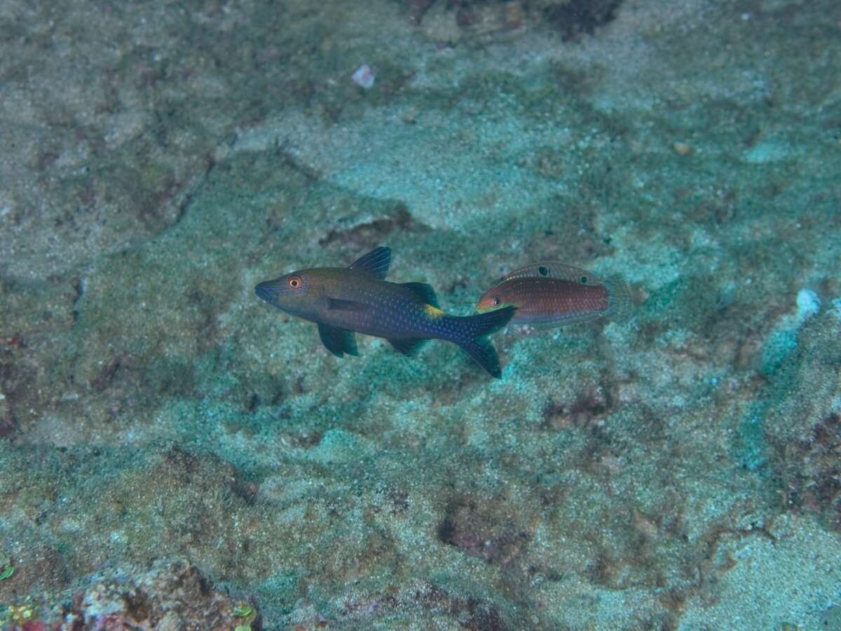 Image of Ornamental wrasse