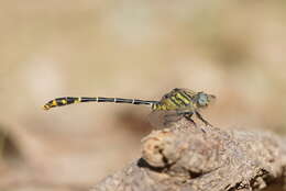 Image of Austrogomphus australis Selys 1854