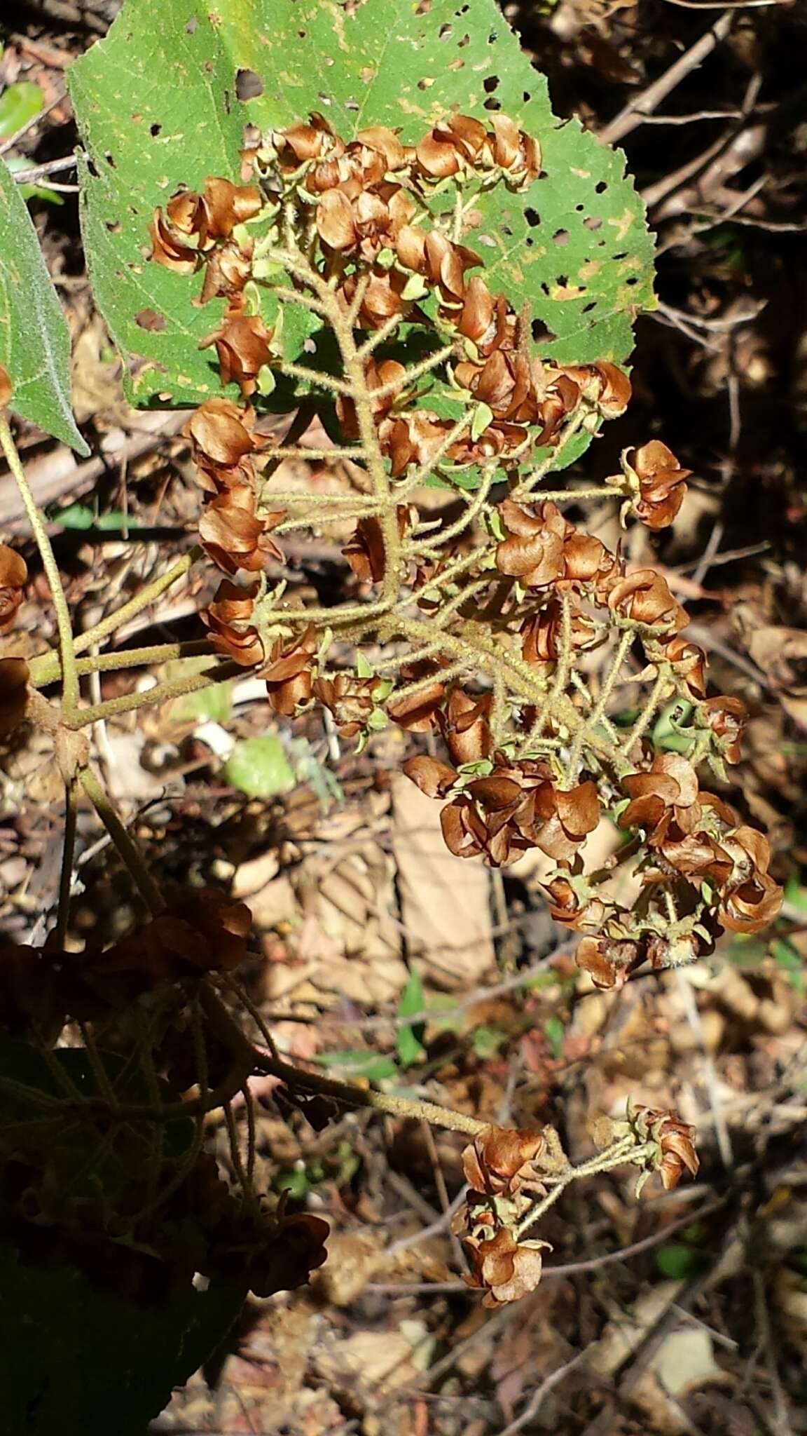 Image of Dombeya hildebrandtii Baill.