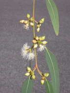 Image of Eucalyptus parramattensis subsp. parramattensis