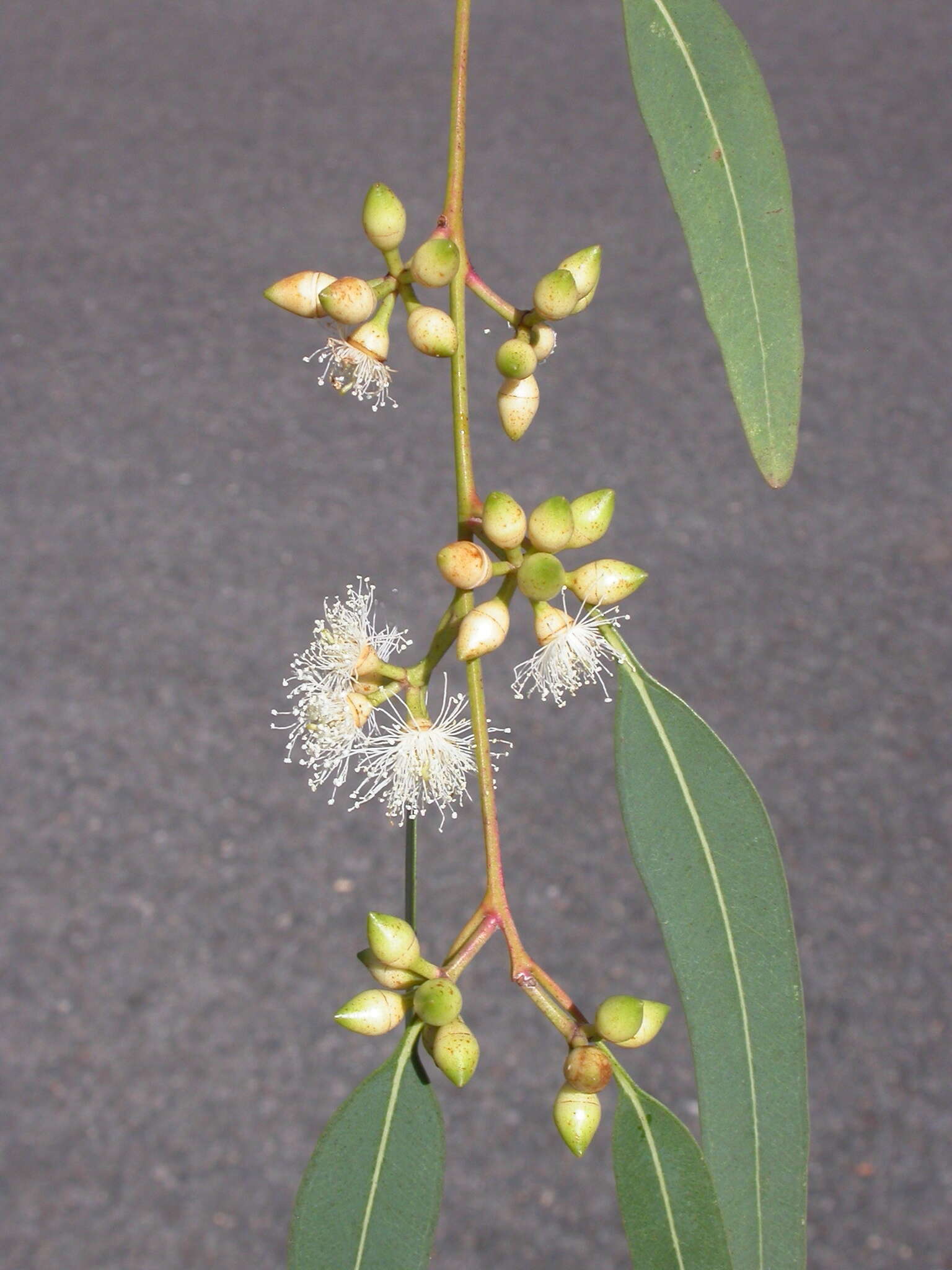 Image of Eucalyptus parramattensis subsp. parramattensis
