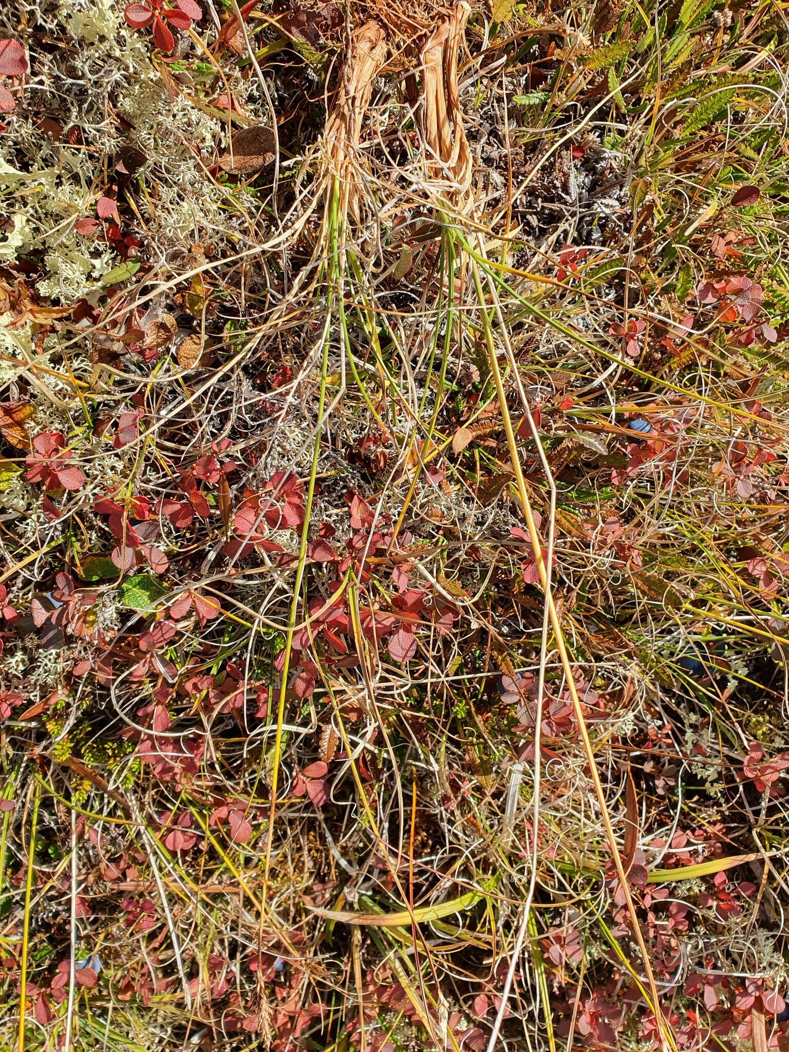 Слика од Carex simpliciuscula Wahlenb.