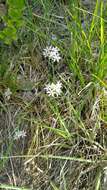 Image of Little River Canyon onion