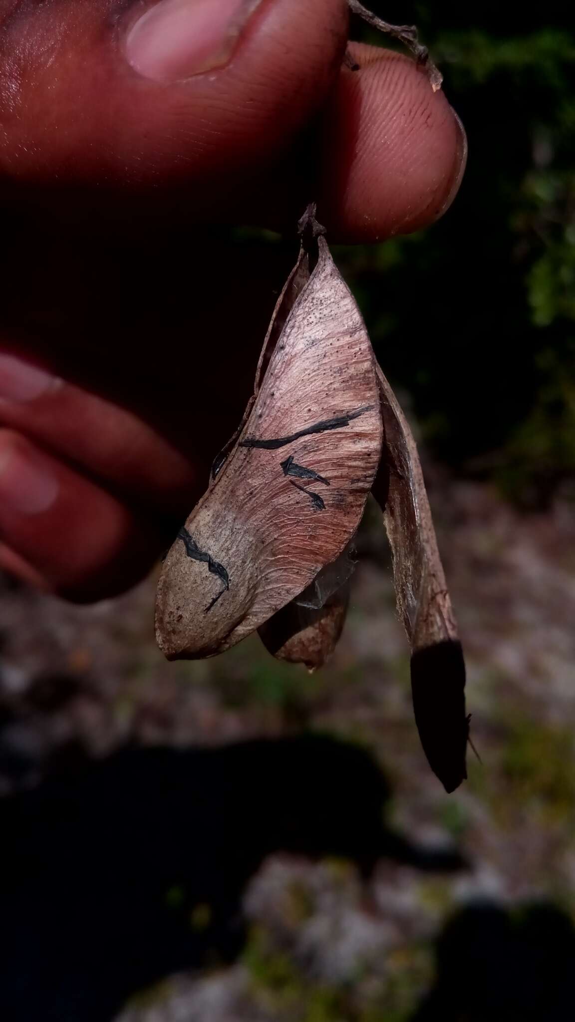 Sivun Neoapaloxylon madagascariense (Drake) Rauschert kuva