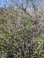 Image of desert almond