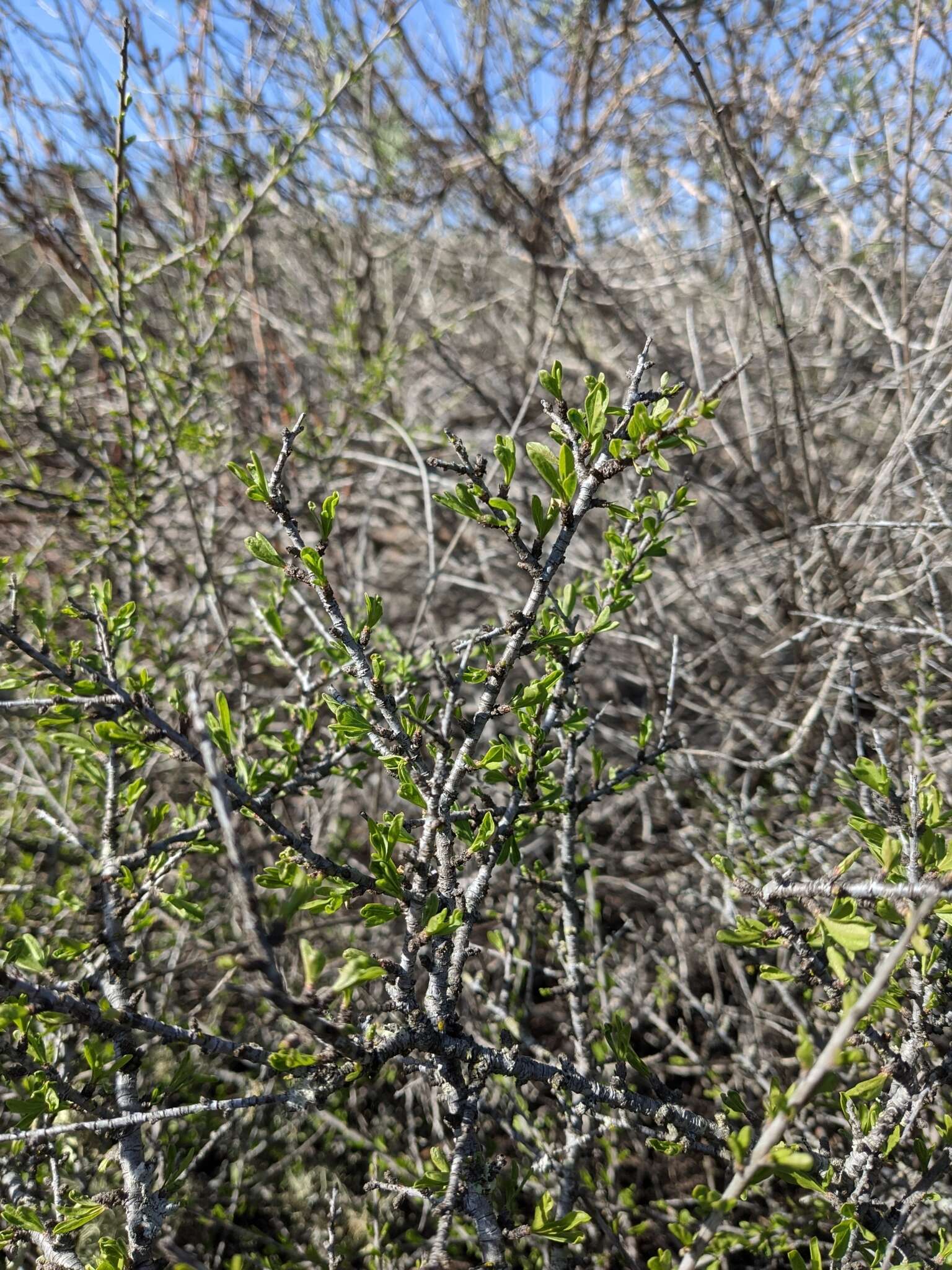 Image of desert almond