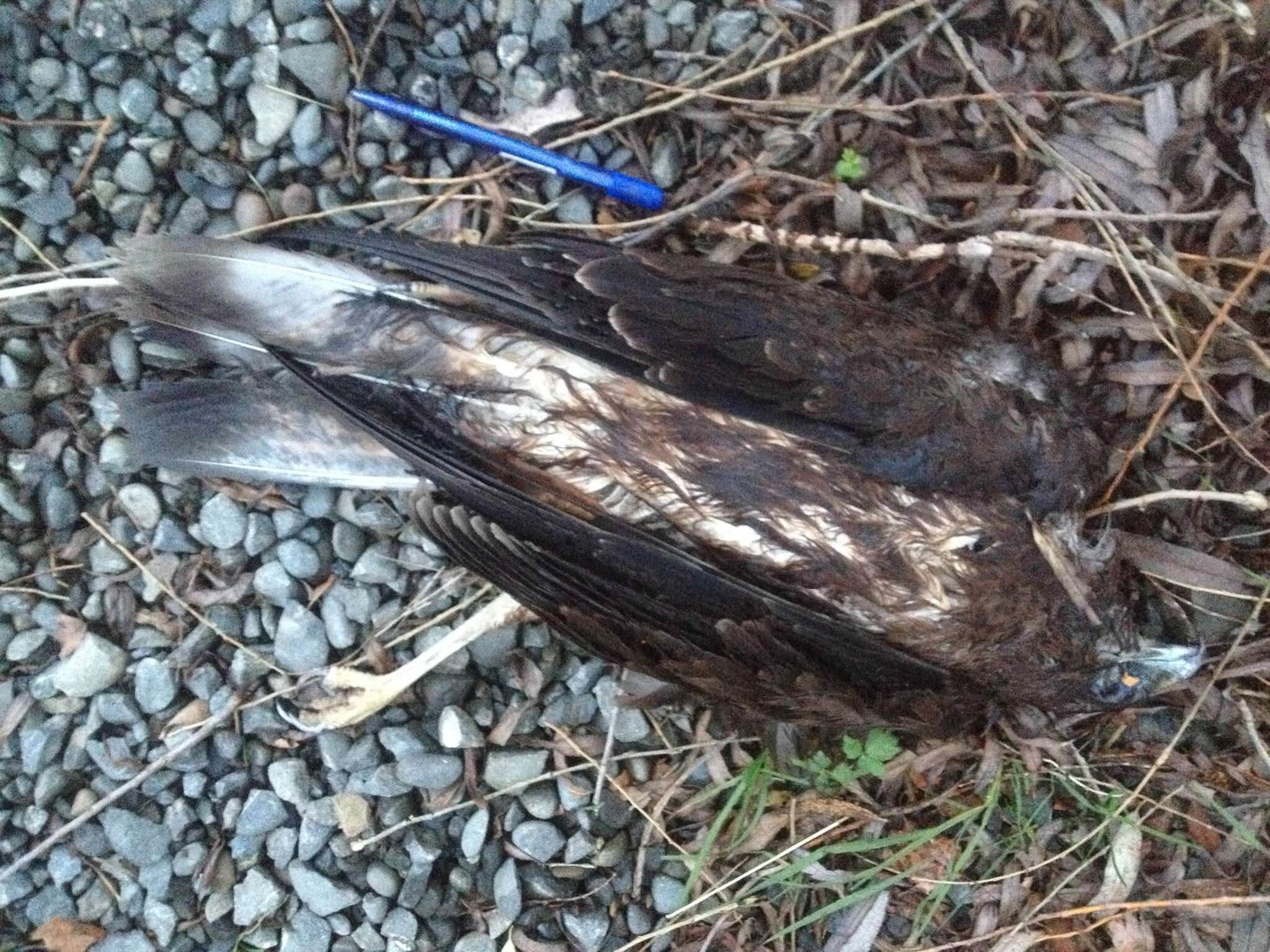 Image of Australasian Harrier