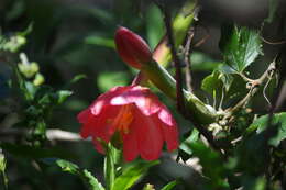 صورة Passiflora mixta L. fil.