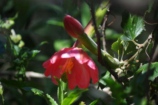 Image of passionflower