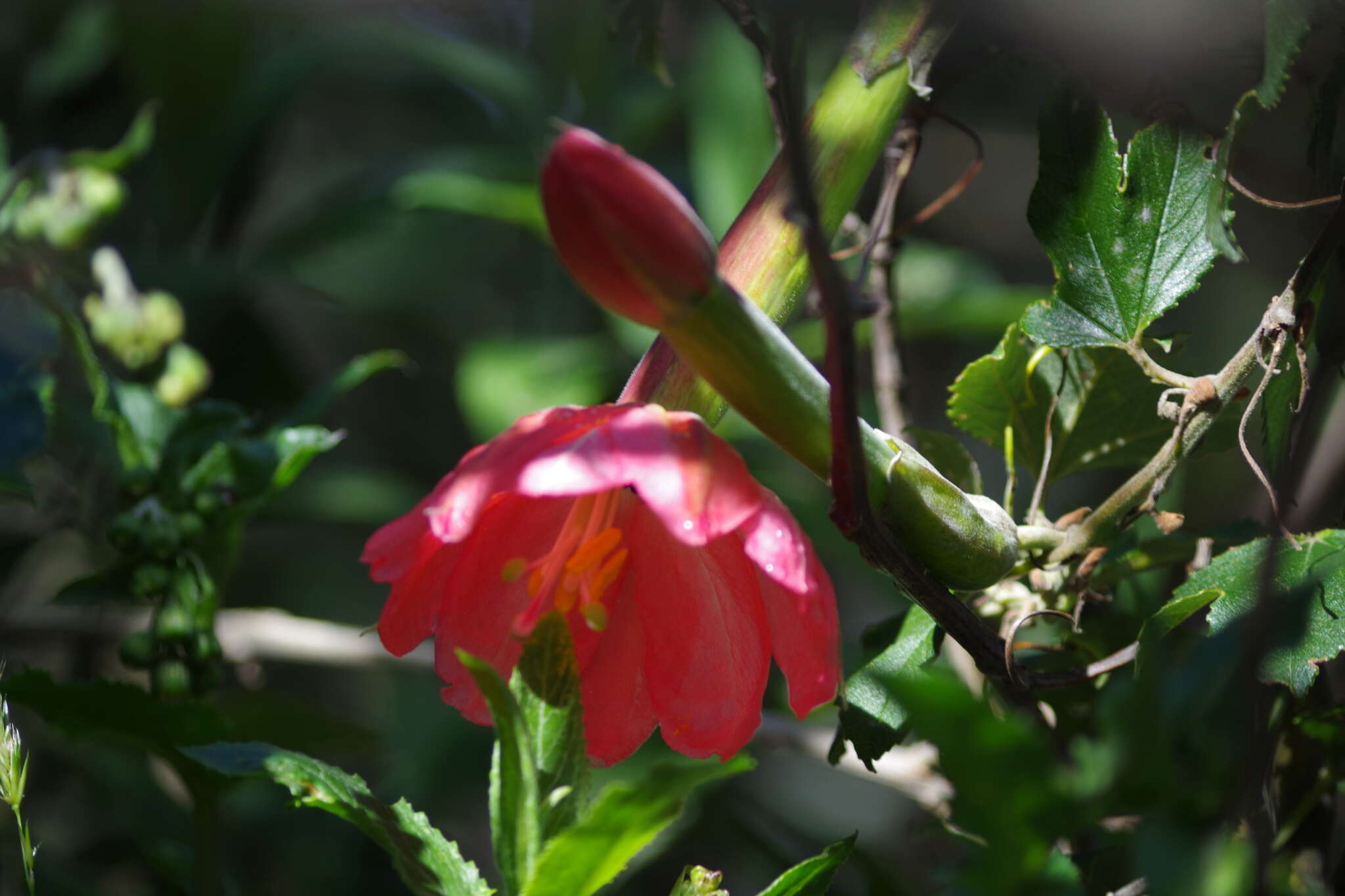 Image of passionflower