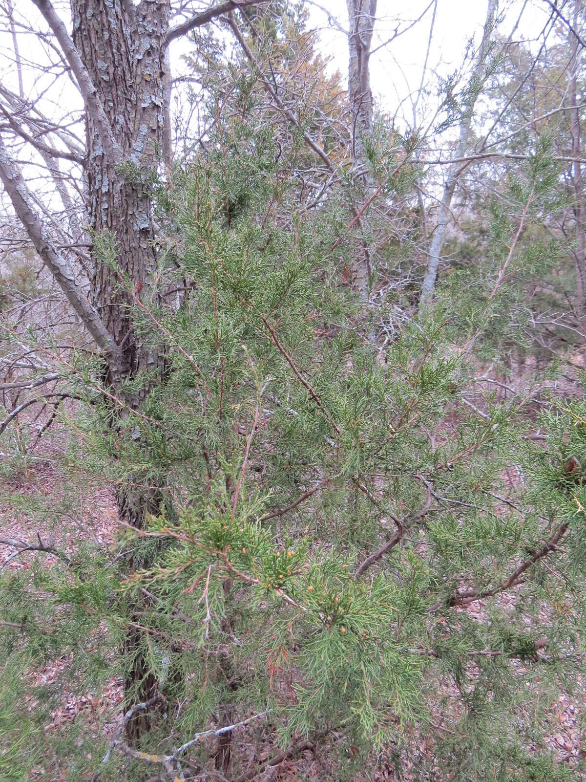 Image of Eastern Juniper