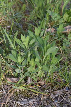 Image of Silene vulgaris subsp. vulgaris