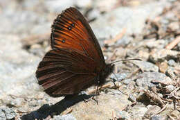 Image of Erebia euryale adyte Hübner 1818