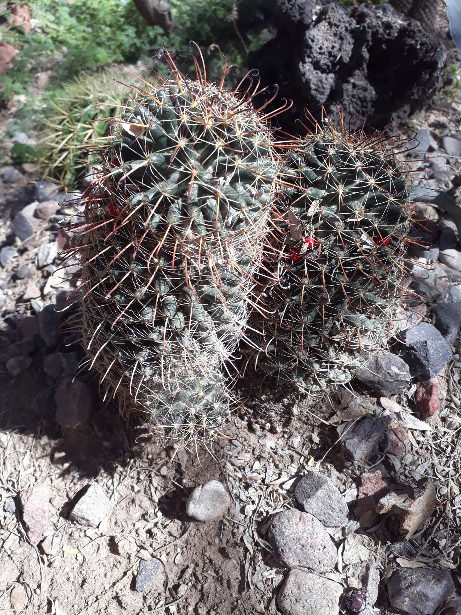 Imagem de Mammillaria mainiae K. Brandegee