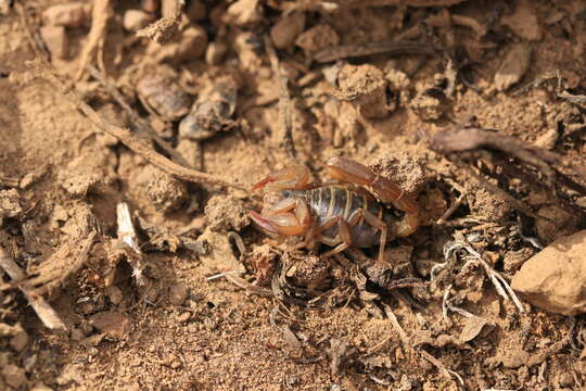 Image of Northern Scorpion