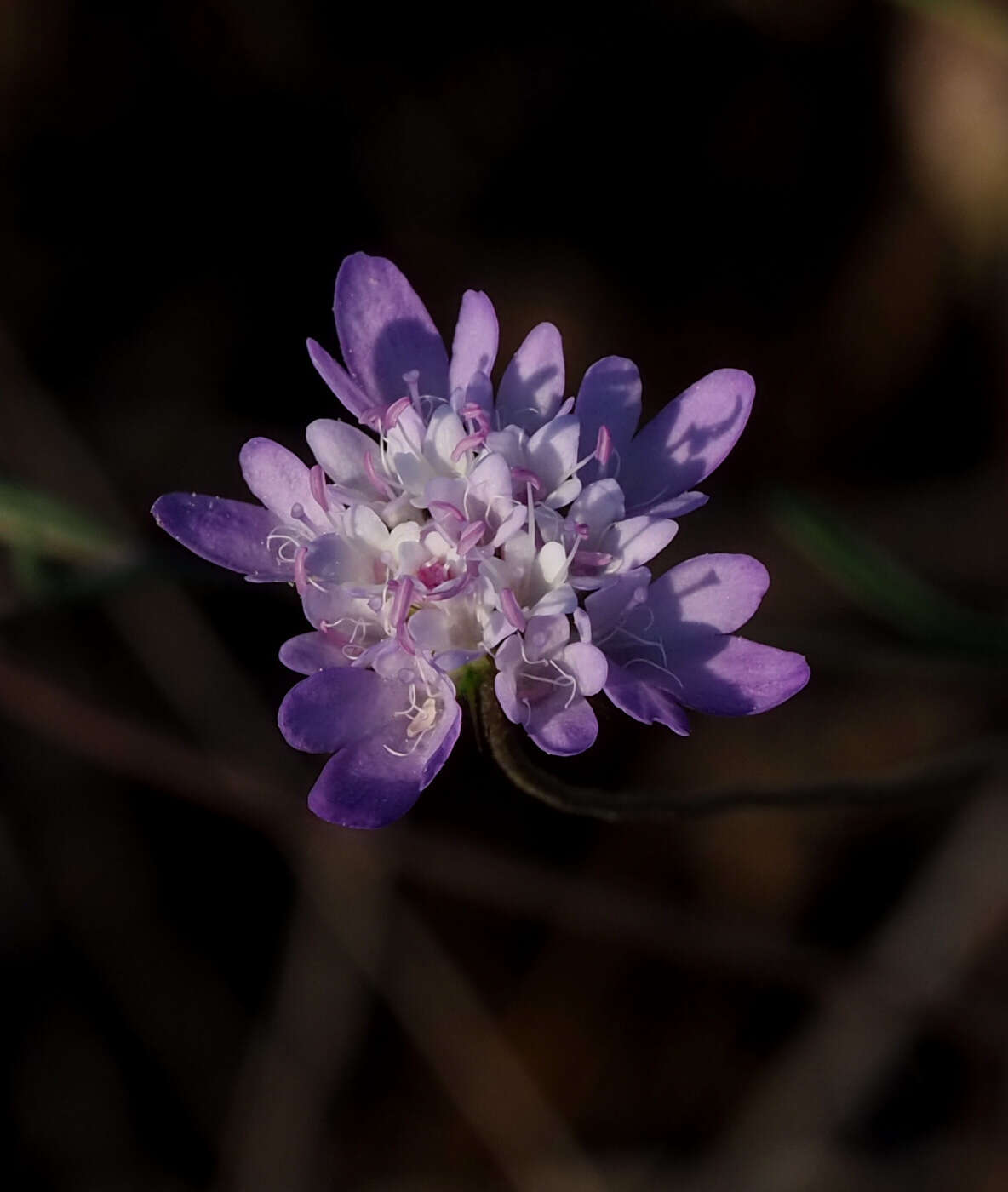 Image of Sixalix arenaria (Forsk.) W. Greuter & Burdet