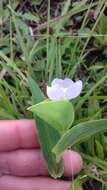 Image of Commelina platyphylla Klotzsch ex Seub.