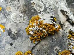 Image of Texas xanthopsorella lichen