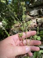 Image of Blue Ridge catchfly