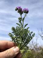 Image of Pope's phacelia