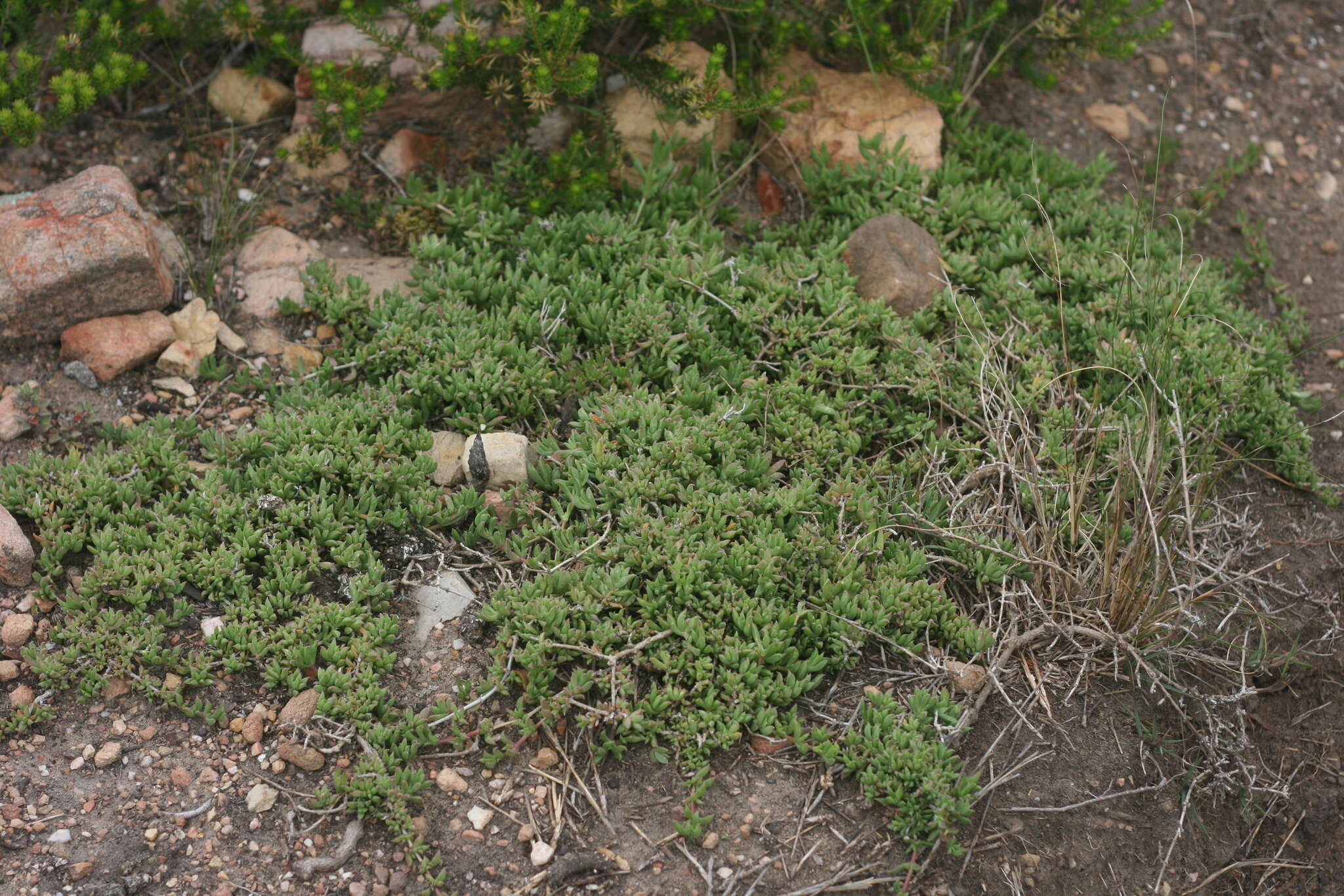 Imagem de Delosperma uncinatum L. Bol.