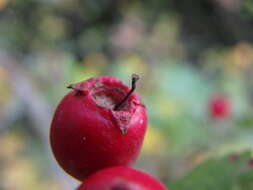 صورة Crataegus media Bechst.