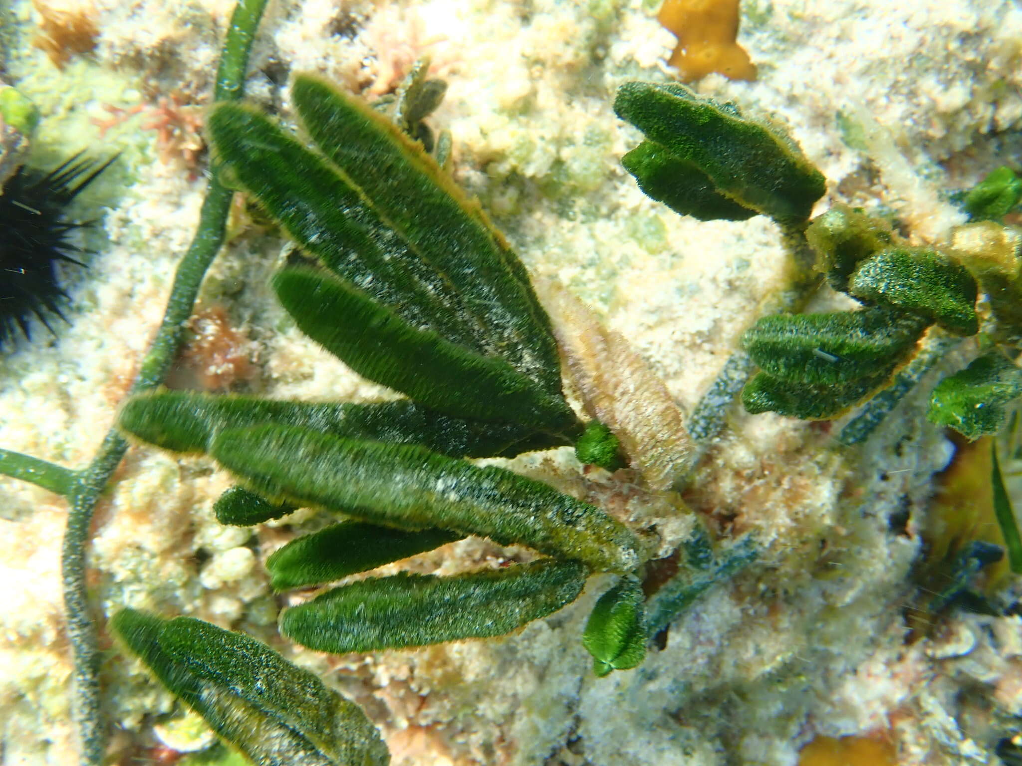 Image of Caulerpa paspaloides