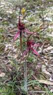 Caladenia formosa G. W. Carr的圖片