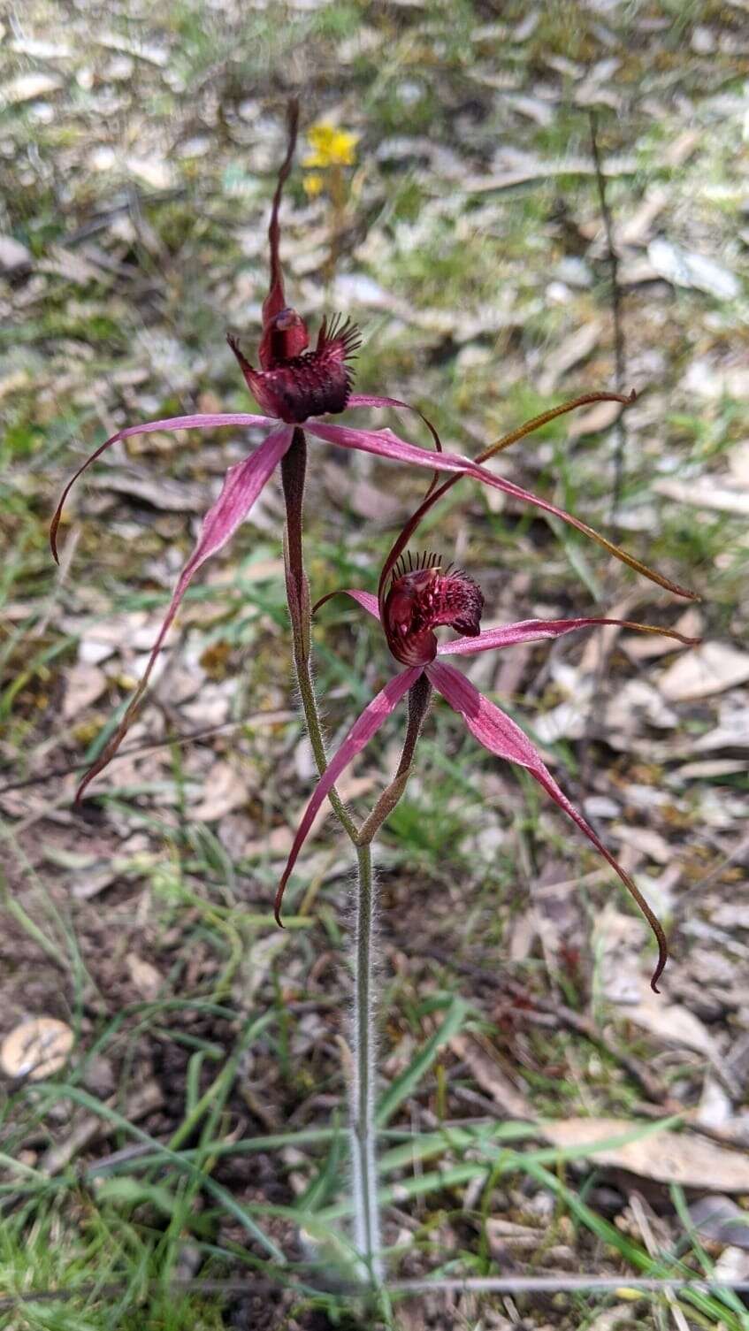 Caladenia formosa G. W. Carr的圖片