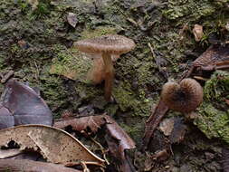 Image of Entoloma dysthaloides Noordel. 1979