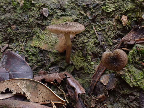 Image of Entoloma dysthaloides Noordel. 1979