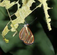 Image of <i>Ithomia pseudoagalla</i>