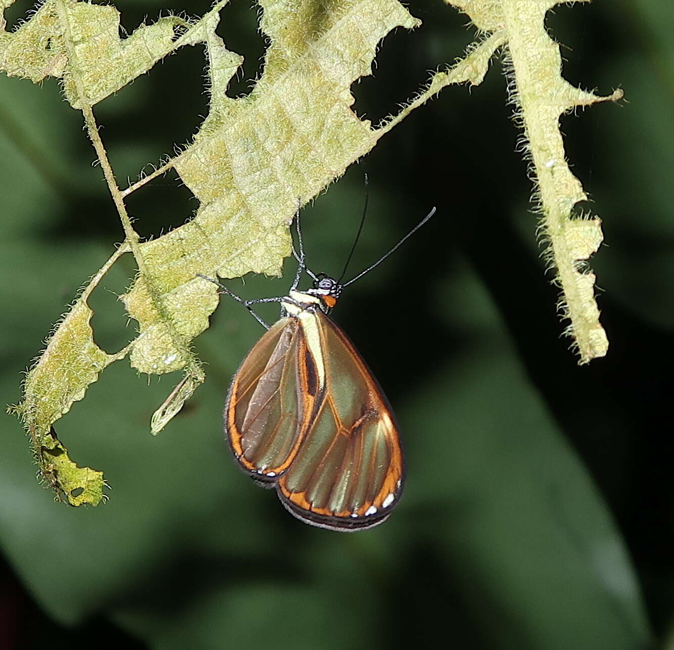 Image of <i>Ithomia pseudoagalla</i>