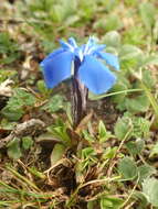 Image of Gentiana brachyphylla subsp. favratii (Rittener) Tutin