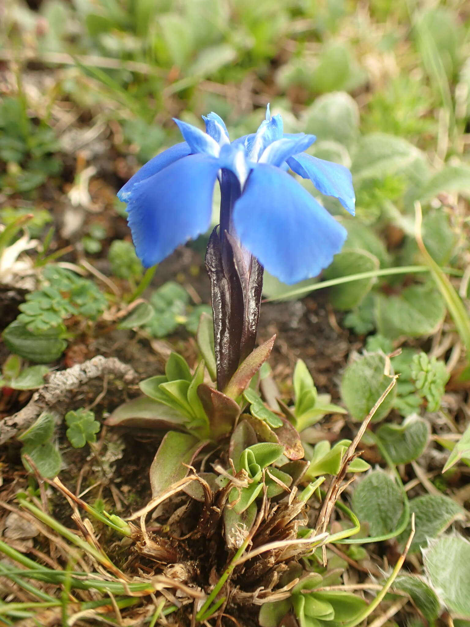 Image of Gentiana brachyphylla subsp. favratii (Rittener) Tutin