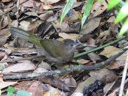 Image of Eastern Whipbird