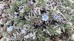 Image of Howard's alpine forget-me-not