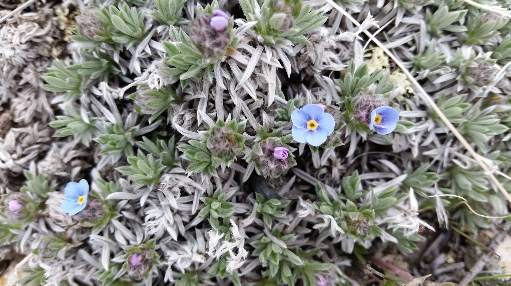 Image of Howard's alpine forget-me-not