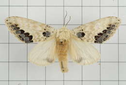 Image of Phalera flavescens Bremer & Grey 1852