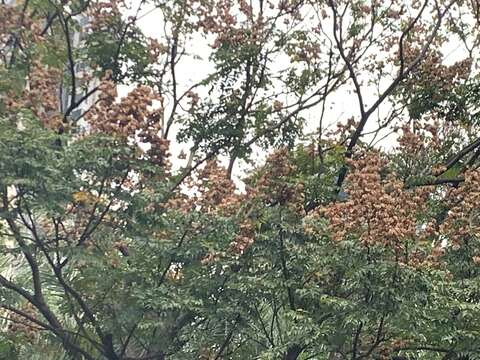 Image of goldenrain tree