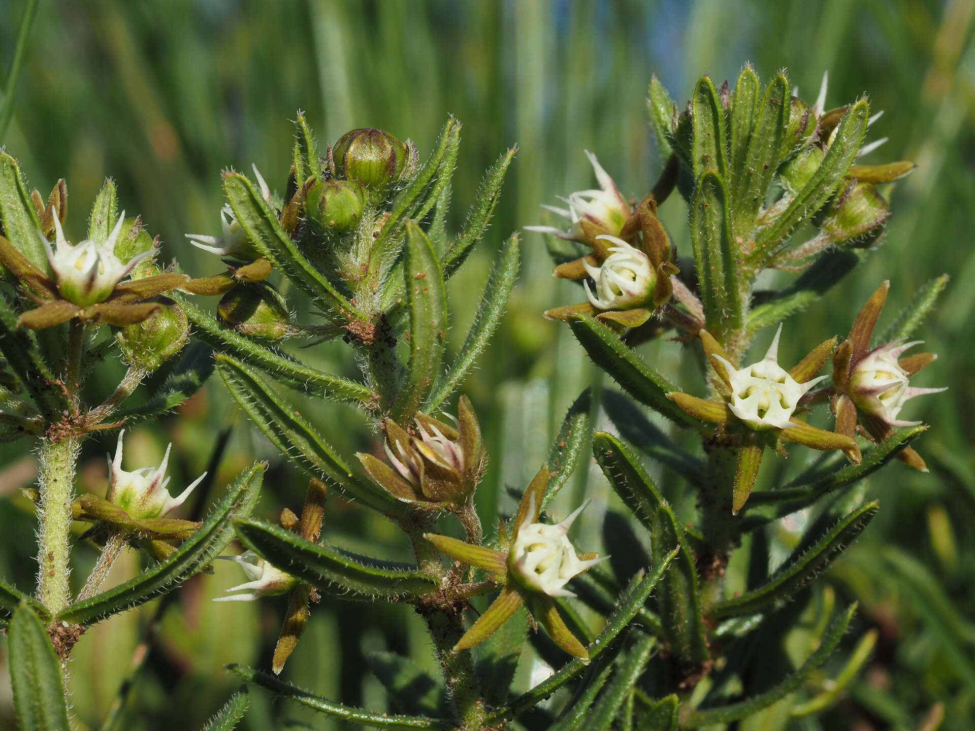 Image of Aspidoglossum heterophyllum E. Mey.