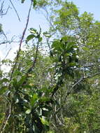 Image of Ixora margaretae (N. Hallé) Mouly & B. Bremer