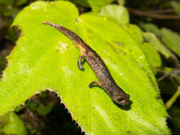 Image of Aquiloeurycea quetzalanensis (Parra-Olea, Canseco-Márquez & García-París 2004)