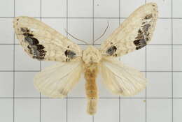 Image of Phalera flavescens Bremer & Grey 1852