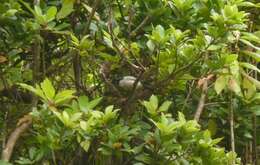 Image of Azores Bullfinch